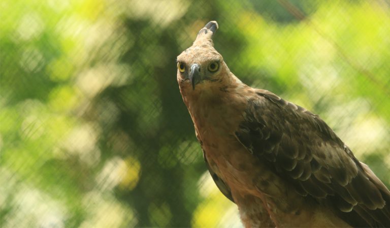 Javan Hawk-Eagle