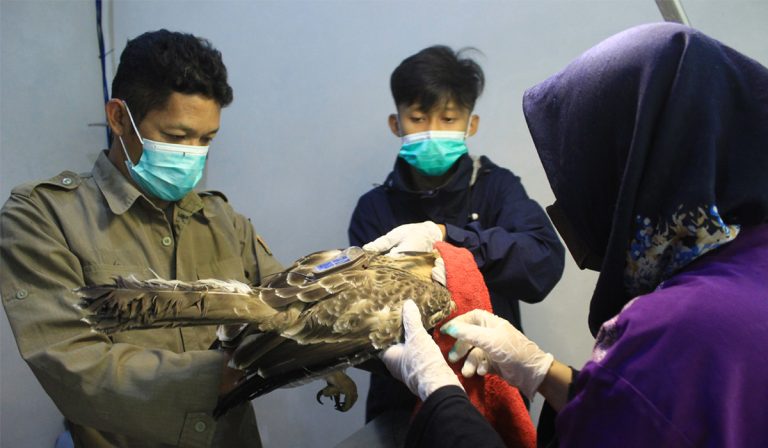 Medical examination of a rehabilitating eagle