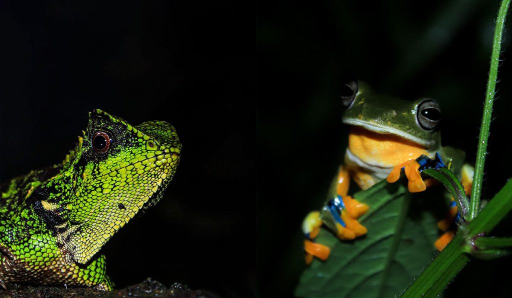 Left: Gonocephalus kuhlii, Right: Rhacoporus reinwardtii