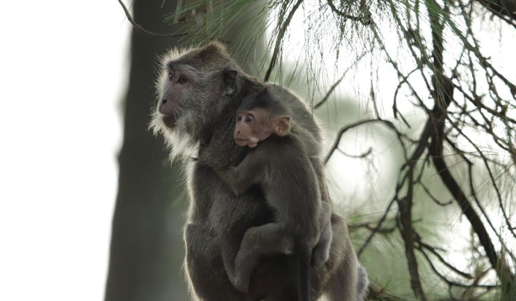 Macaca fascicularis (Long-tailed macaque)