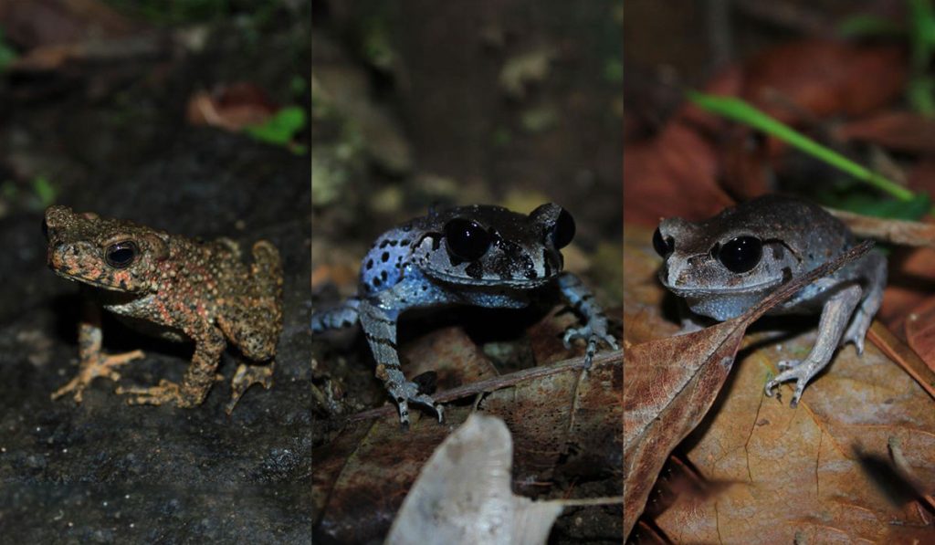 Wild life frogs