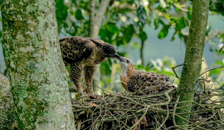 An adult Javan hawk-eagle feeding its young (credit: yoviyop96)